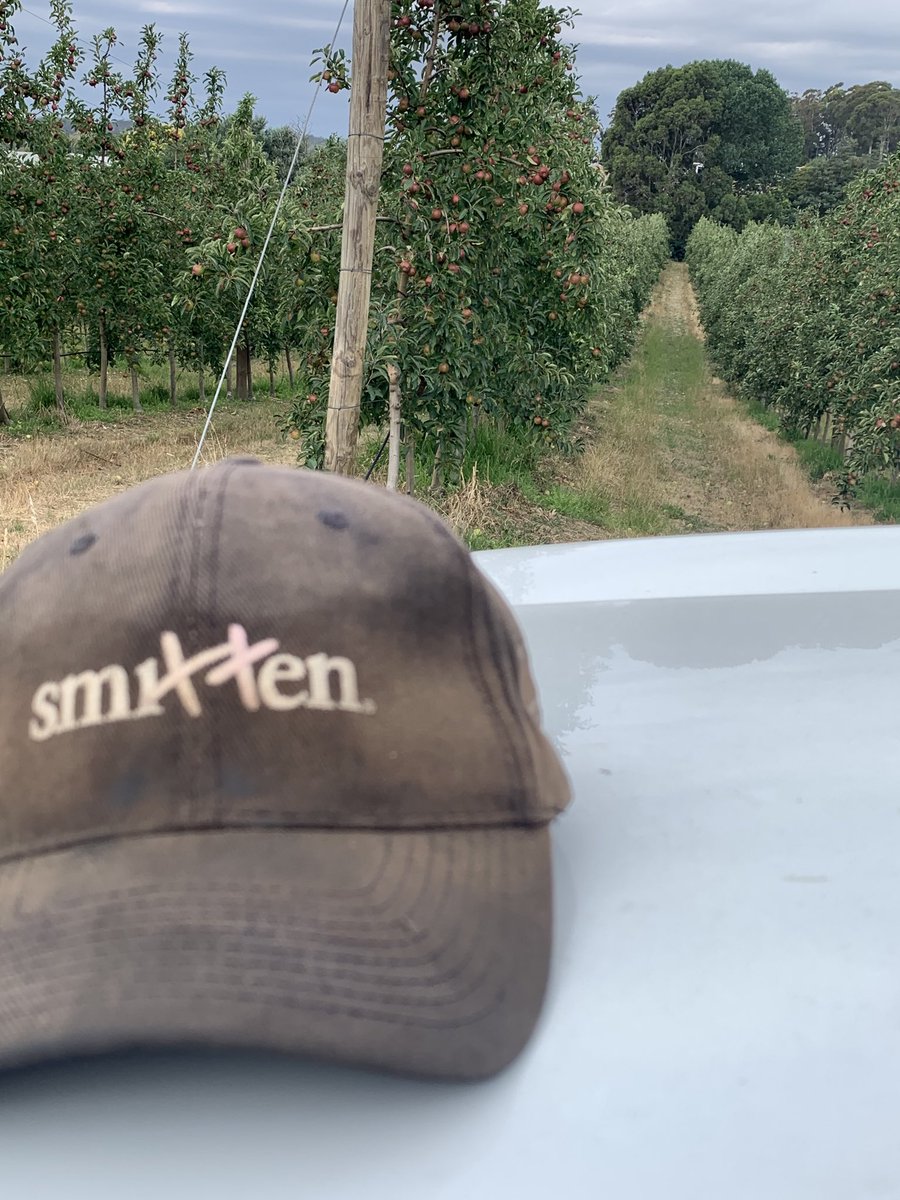 Can’t wait for the upcoming Smitten harvest. Crop looking fantastic 🍎