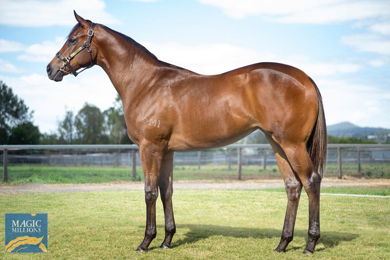 BreedWatchOC's tweet photo. #MagicMillions2020

• The Highest Priced 'Filly' from #Book2

Lot 931

Divine Prophet x Miatoko by Choisir

[Danehill: 4S X 3D]
[Danzig: 5S X 4D]
[Razyana: 5S X 4D]
[Northern Dancer: 5S X 5D]

Vendor : KBL Thoroughbreds

'' Sold for $230K to @MakybeS ''

#Lot931 #TopFilly https://t.co/IYsj1jOWYU
