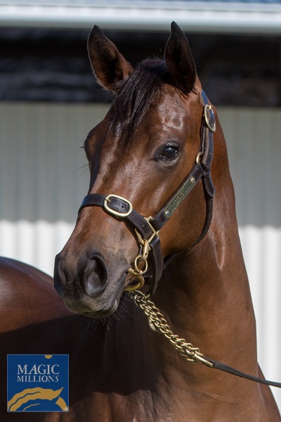 BreedWatchOC's tweet photo. #MagicMillions2020

• The Highest Priced 'Filly' from #Book2

Lot 931

Divine Prophet x Miatoko by Choisir

[Danehill: 4S X 3D]
[Danzig: 5S X 4D]
[Razyana: 5S X 4D]
[Northern Dancer: 5S X 5D]

Vendor : KBL Thoroughbreds

'' Sold for $230K to @MakybeS ''

#Lot931 #TopFilly https://t.co/IYsj1jOWYU