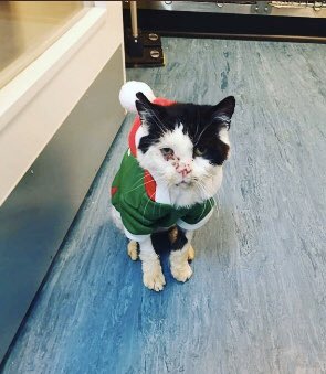 catgirl321's tweet photo. Please can I ask for MASSES #pawpurrayers and #healingpurrs for @StrayCatsWM #superwarrior Maximus who is scheduled to have surgery *TODAY* Thursday 1/16 to remove the lump under his eye, plus neuter op💜 Help him stay strong and keep him well🙏🏻🐾 #weeti #pawcircle #MAXIMUS https://t.co/gF7itgADWm