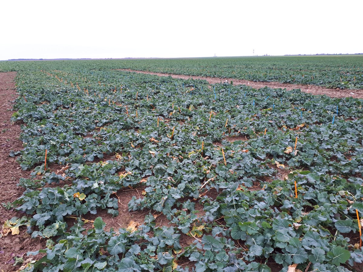 Des observations visuelles prometteuses sur nos essais  biostimulants TS COLZA, en serre et au champs. Rendez vous à la reprise de végétation pour les mesures complémentaires. #upl