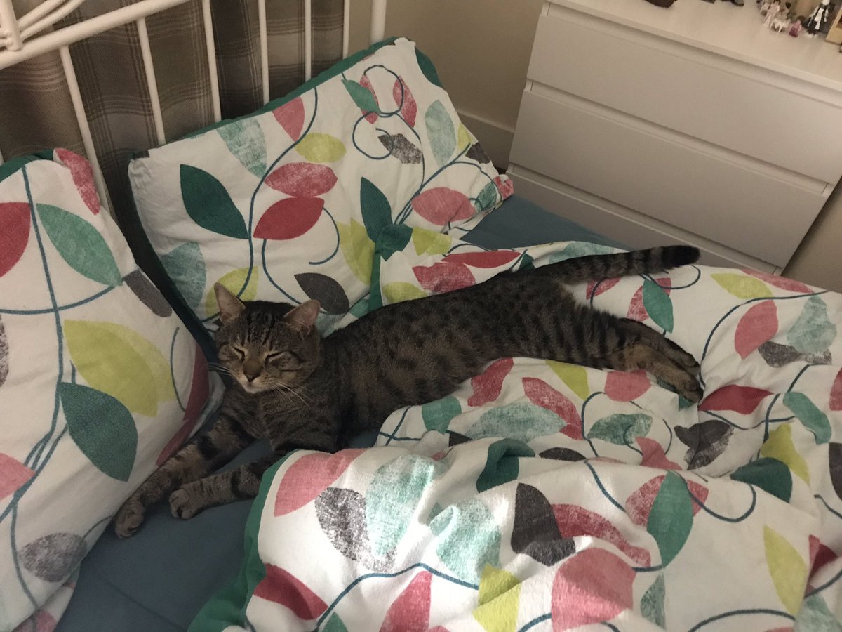 MamaMoose_Be's tweet photo. #longcatislong https://t.co/7nuQKgmW7e