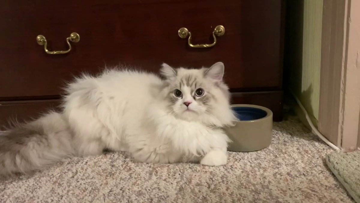 MeowMoeDotCom's tweet photo. Cute Kitten Video Relaxing and Having a Drink
 
#Cats #Cat #Kittens #Kitten #Kitty #Pets #Pet #Meow #Moe #CuteCats #CuteCat #CuteKittens #CuteKitten #MeowMoe
 
#CuteCatVideo #CuteCatsVideos #CuteKittenVideo #CuteKittensVideos
 
https://t.co/3uotjmlfxy
 
. https://t.co/wAWABmBfmY