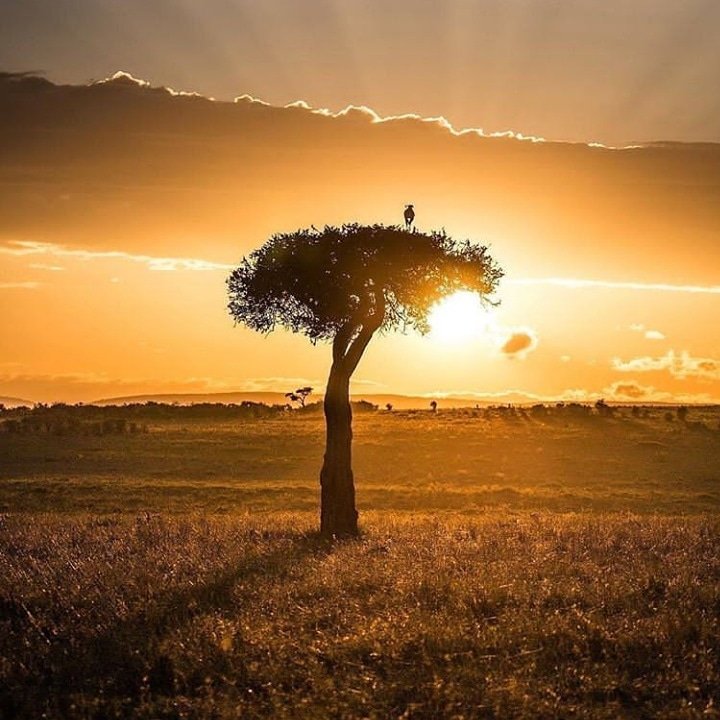truth_rootz's tweet photo. SUNSET IN AFRICA - MASAI MARA 📍
Beautiful beyond the beyond! 📷 @seeafricatv
#sunset #sunsetphotography #beautifulsunset #africa #masaimara #nairobi #kenya #travelphotography #truthrootz https://t.co/GtgC8F8Wlb
