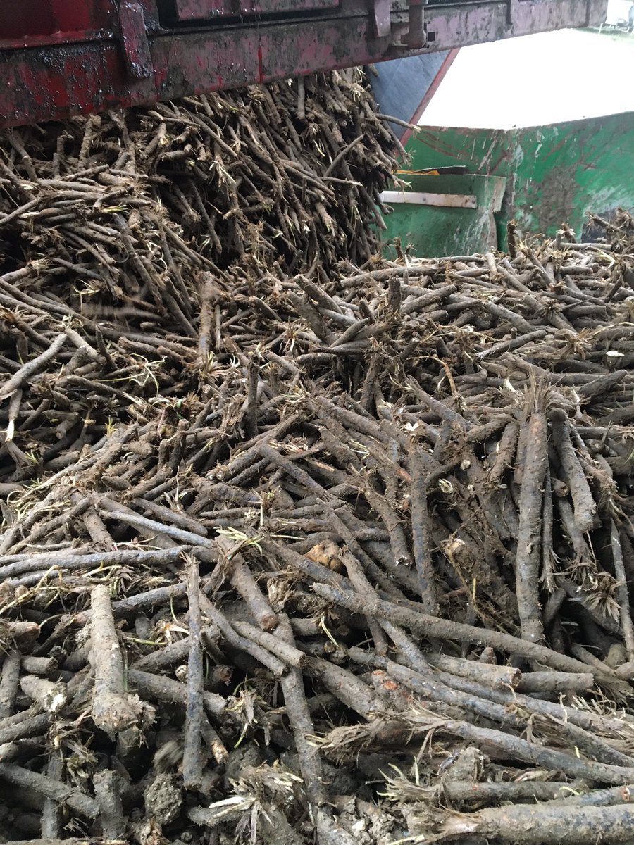 MarionLet's tweet photo. Sur le terrain : Fin de la récolte des salsifis dans l’Aisne un bon légume de saison !#local #legumes #surleterrain #ceuxquifontleslegumes @agrosolutions @BiolineByInVivo https://t.co/VSnQu5pvvT
