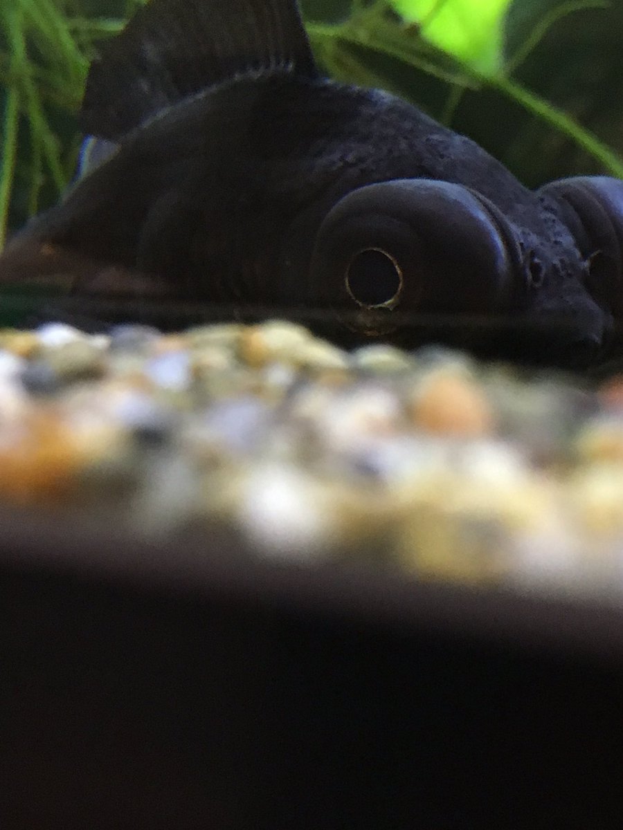 デメメきんぎょ 柔軟剤は有害です R Kingyo Twitter