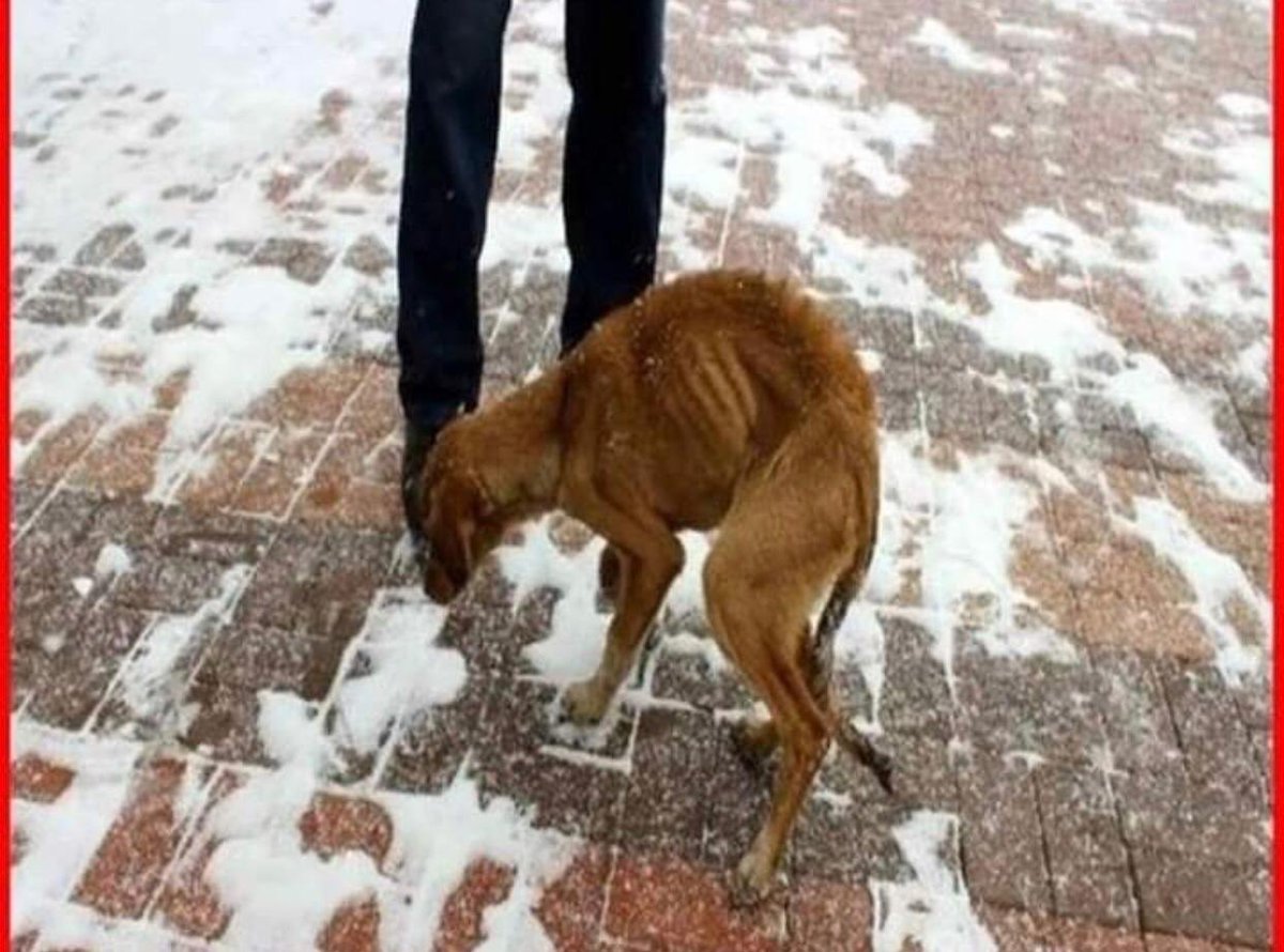 Çok soğuk diyen insanlar vardı bugün!! Bide konuşamadıkları için bu soğukta donanlar... FARKETTİN Mİ ONLARI 😔