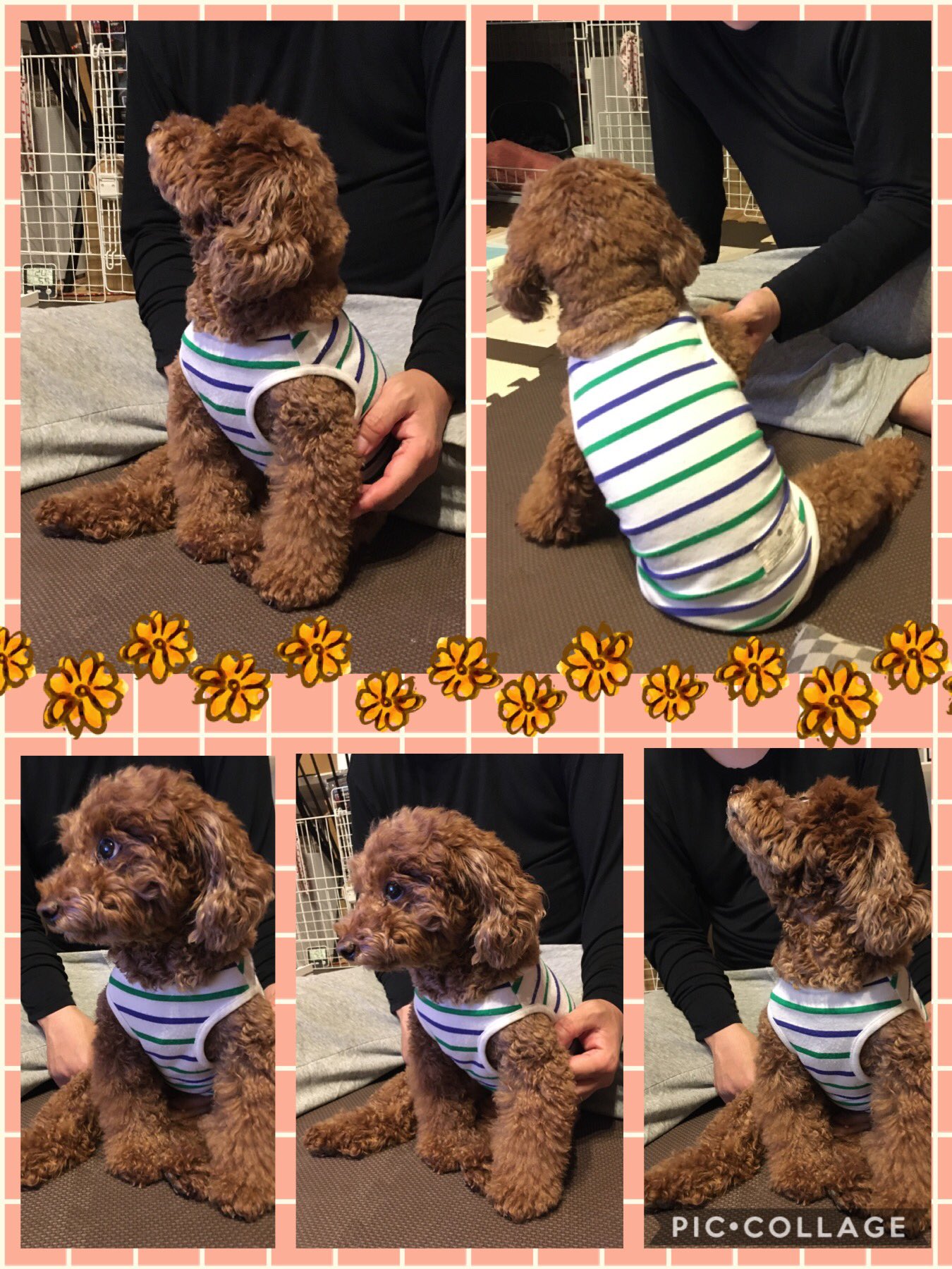 犬の座り方 Twitter Search Twitter