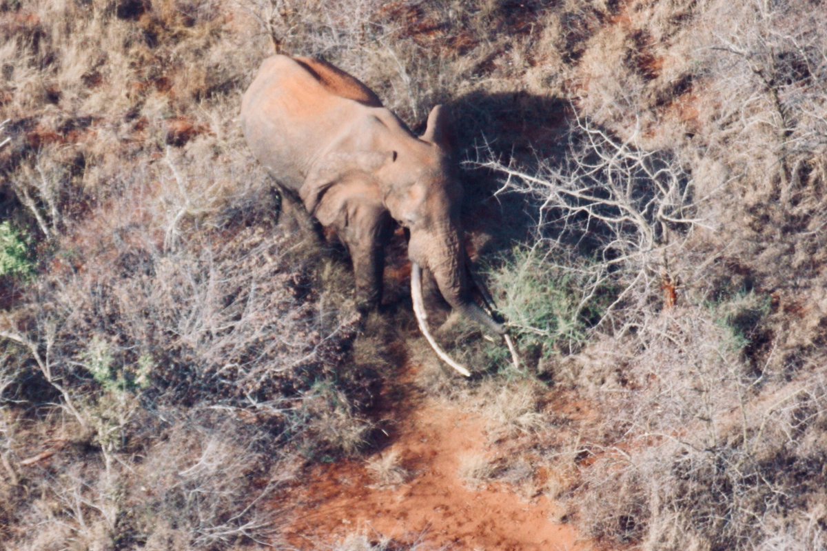 WildlifeWorks's tweet photo. We are devastated to announce the death of the largest and most charismatic bulls in the Kasigau Corridor project area. 
#fallengiant
#elephantlove https://t.co/kvjrXku3go