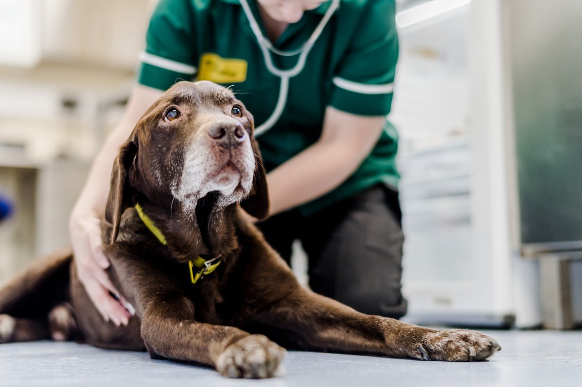 dogs trust help with neutering