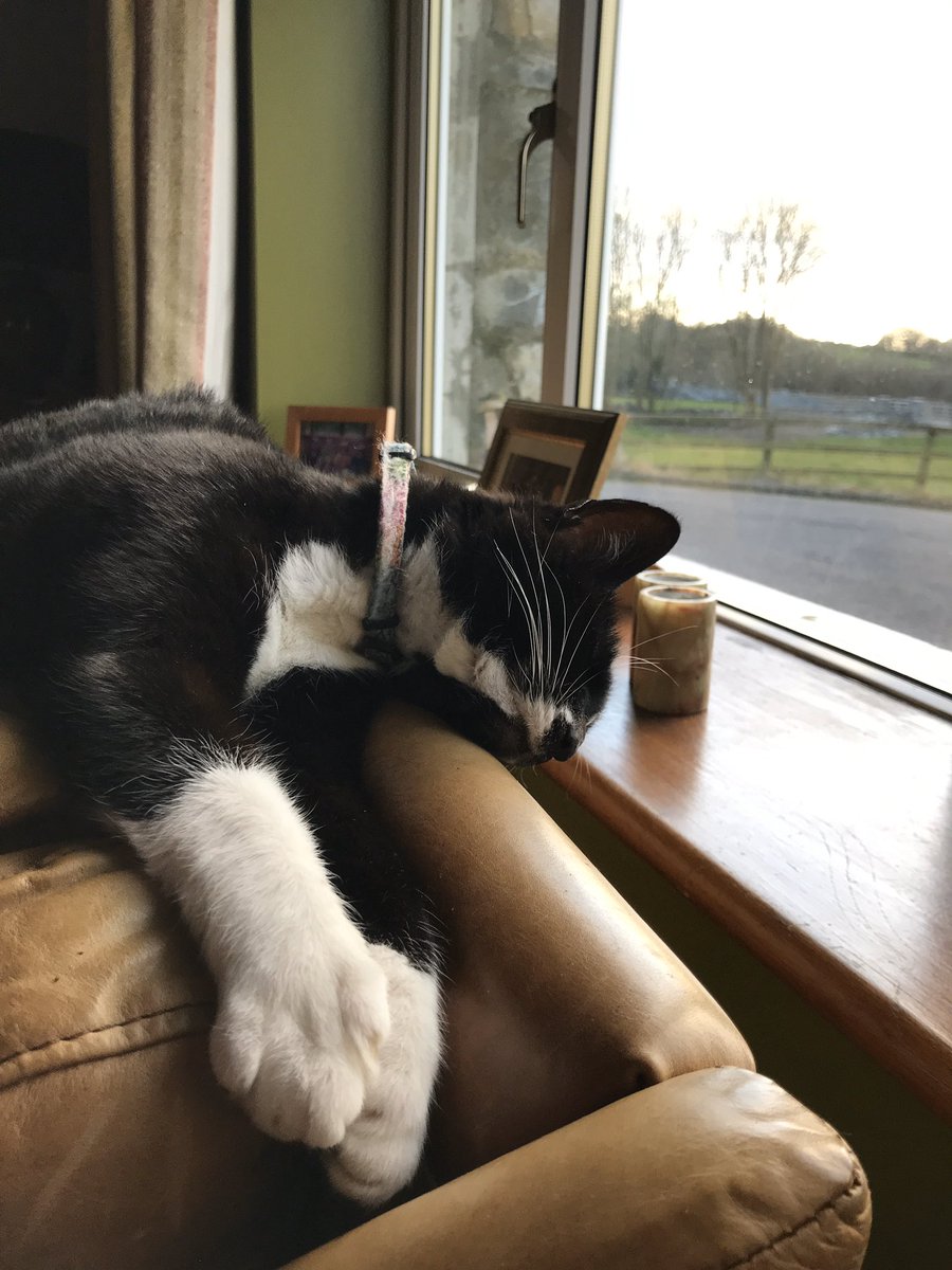 k00198461's tweet photo. #100sonas #knockedout https://t.co/AWyTcXfnY4