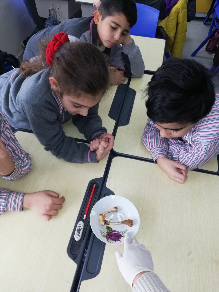 d_sohad's tweet photo. #Science
How are bones connected? #hand_model #chickenleg @MakAishaSchool https://t.co/6zbKr4OL1M