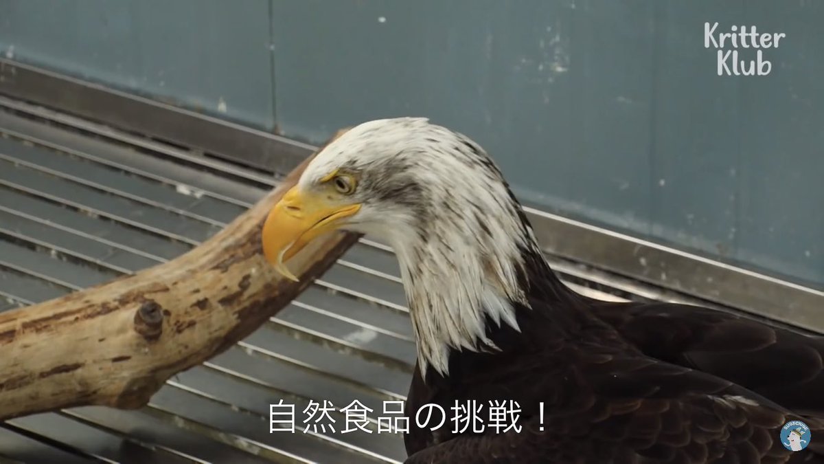 人間に大事に育てられ 自分がワシだという事を忘れたワシ の動画がかわいい 虫の餌をあげたら死ぬほど嫌がってる 翻訳が面白すぎる Togetter 人間に大事に育てられ 自分がワシだという事を忘れたワシ の動画がかわいい 虫の餌をあげたら死ぬほど嫌がってる 翻訳が面白すぎる Togetter
