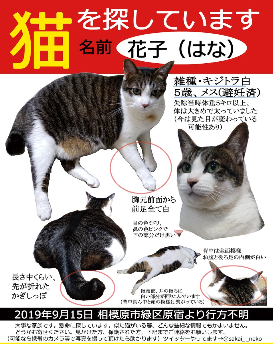 サカイ 猫の花子を探しています Sakai Neko Twitter