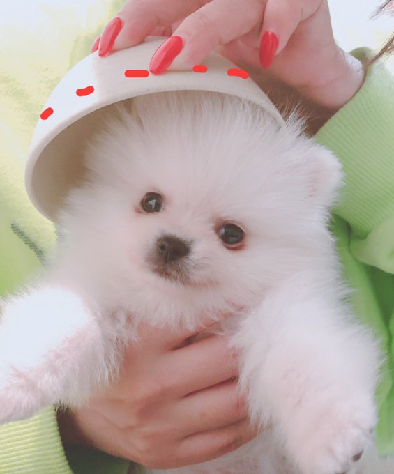 今年も佐野厄除け大師行って来た☺️ さのまるはうちのいくら♂に似てるのでくつべら買っちゃった。 https://t.co/WvTngFpAWD<a href="/tag/%E3%81%84%E3%81%84%E3%81%8A%E5%B0%BB%E3%81%AE%E6%97%A5"class="tags"><span>#いいお尻の日</span></a>