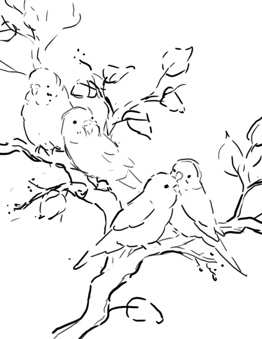 Rough layout of a new custom birb portrait. Gotta love dem budgies. 