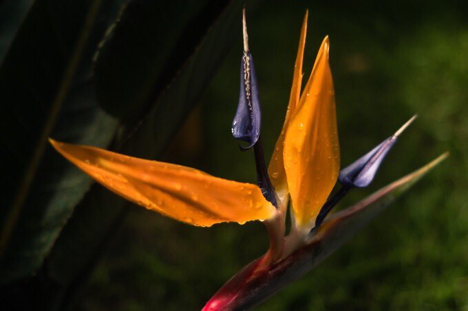 iZimPhoto1's tweet photo. “Bird of Paradise Flower”
  - #Strelitzia #Reginae

#strelitziaceae
#MandelasGold
#orange
#purple
#spathe
#sunbirds
#sunkissed
#zimbabwe
#fujixt20 https://t.co/zXrfN8XWvX