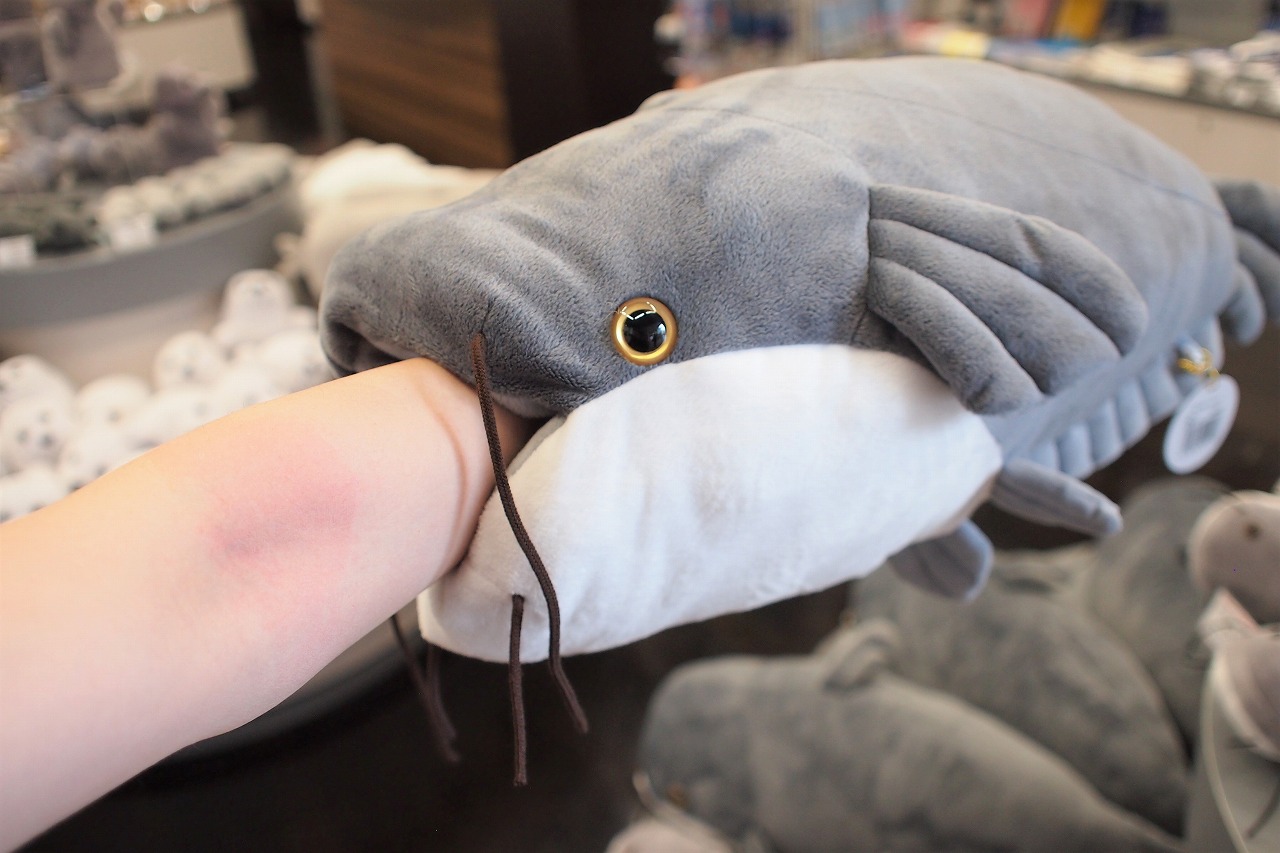 走風 駿 今は海遊館のアザラシクッションや京都水族館のオオサンショウウオぬいぐるみ なんかが人気で 一時前だとダイオウグソクムシのぬいぐるみが話題になったけど ボクとしては琵琶湖博物館のビワコオオナマズのぬいぐるみがもっと人気がでてもいいと