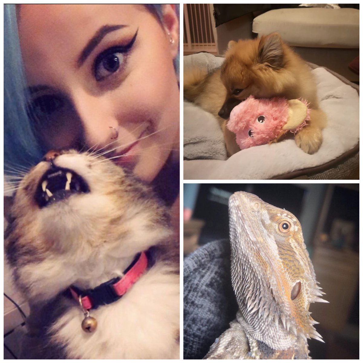 cutebutdeadlyxx's tweet photo. I want to start a huge chain of pet pics! So comment with pics of your cuties! (All Pets! Don’t have to be furry!) I’ll start! #animalsoverhumans https://t.co/HuLzu913yJ