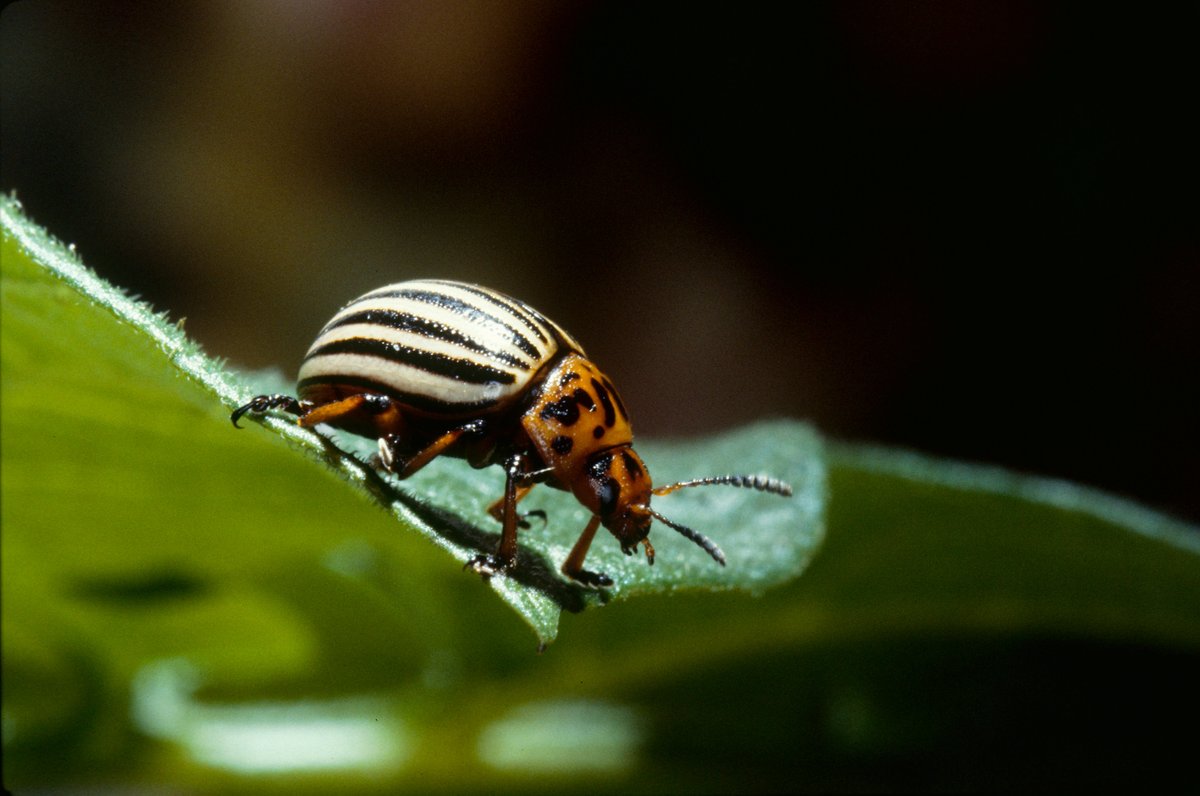 BaudetAlice's tweet photo. 12è CIRAA (nouvelles connaissances sur ravageurs, biocontrôle, méthodes de lutte innovantes, résistance variétale, résistance ravageurs, vertébrés nuisibles, auxiliaires, biodiversité fonctionnelle)-Appel à communication en ligne https://t.co/ZXhdQakpnx (date limite 31/01/2020) https://t.co/PmnvuGY38A