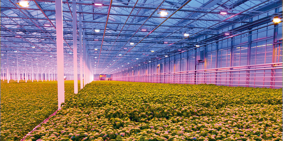 Oreon_led's tweet photo. Total weight of #basil illuminated by LED (grown in a basil pool) is significantly higher than illuminated by HPS lamps @kruidenaer #LED #ledlightgrow #LEDvsHPS https://t.co/7cdSxHhOKm