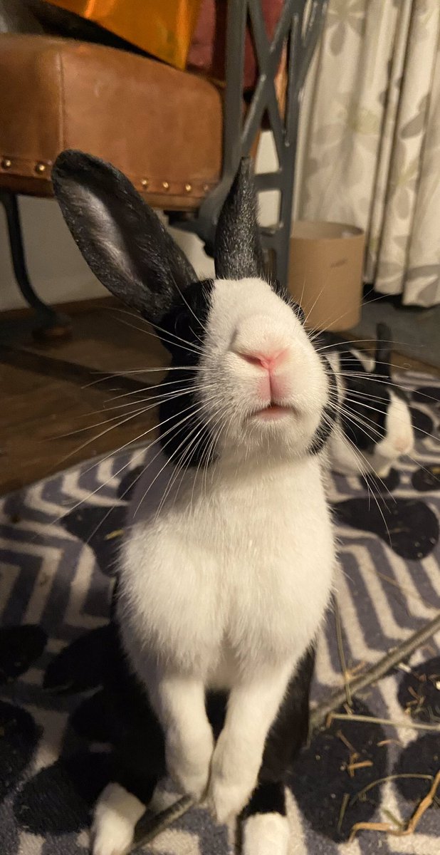 theburrowsdids's tweet photo. Robin always wants to know what’s going on. René in the background is just happy to relax! 😂 https://t.co/raMSWaYqcu