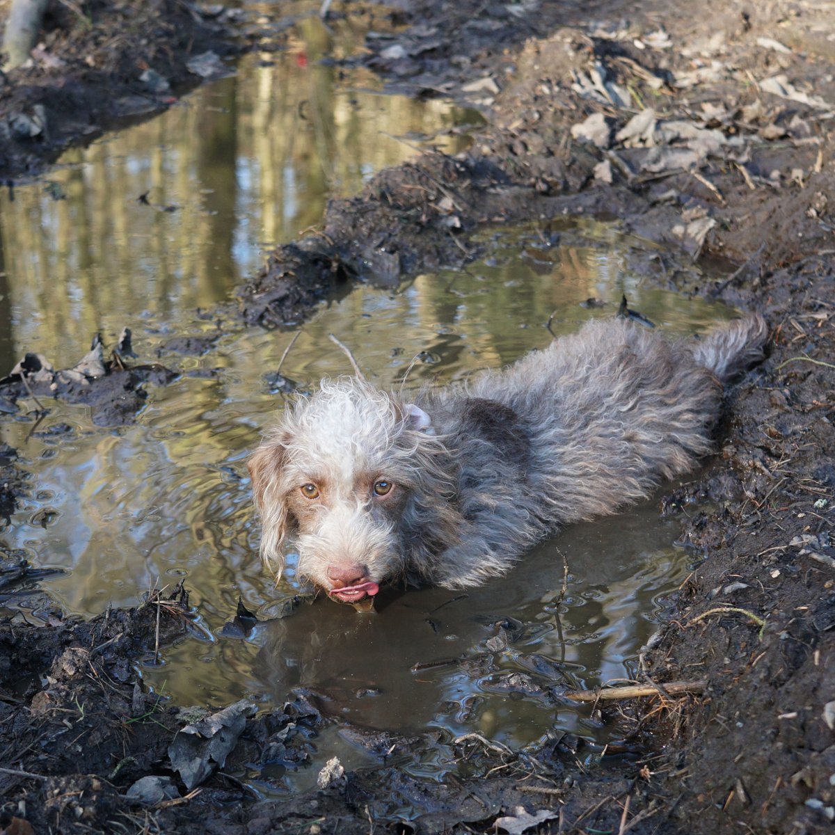 HelenWaind's tweet photo. Bokeh loves a muddy puddle, even when its cold and wet and manky.  Daft dog! #patterpoo #patterdoodle #crossbreed #dogstagram #muddypuddle #dogsofinsta #muckypup #puppies #poodle #patterdale #dirtygirl https://t.co/f2hzWPQB50