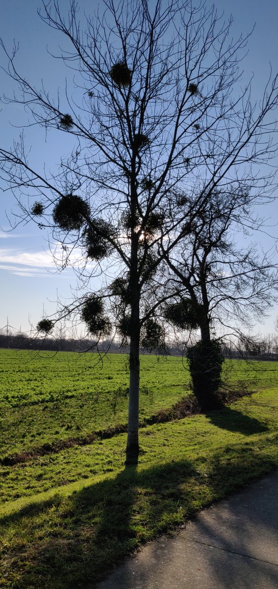 ReneHoeken's tweet photo. #vrtweer #winterdijk Maasmechelen https://t.co/auY8HEpePg