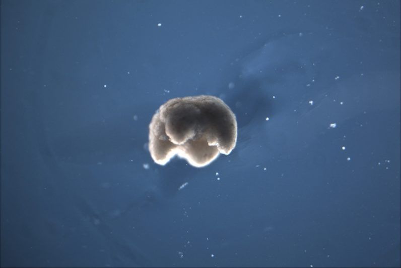 SpirosMargaris's tweet image. Scientists used #stemcells 

to create a new life-form: #OrganicRobots 

buff.ly/3afq5oc #fintech #healthcare @mrgreene1977 @thenextweb #DNA