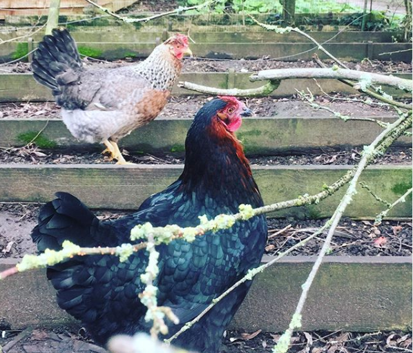 nevesbees's tweet photo. Whilst there might not be much going on in the beekeeping department, at least our hens are having a nice time π
#HenKeeper #Hens #Chickens https://t.co/sB6r1bw9KA
