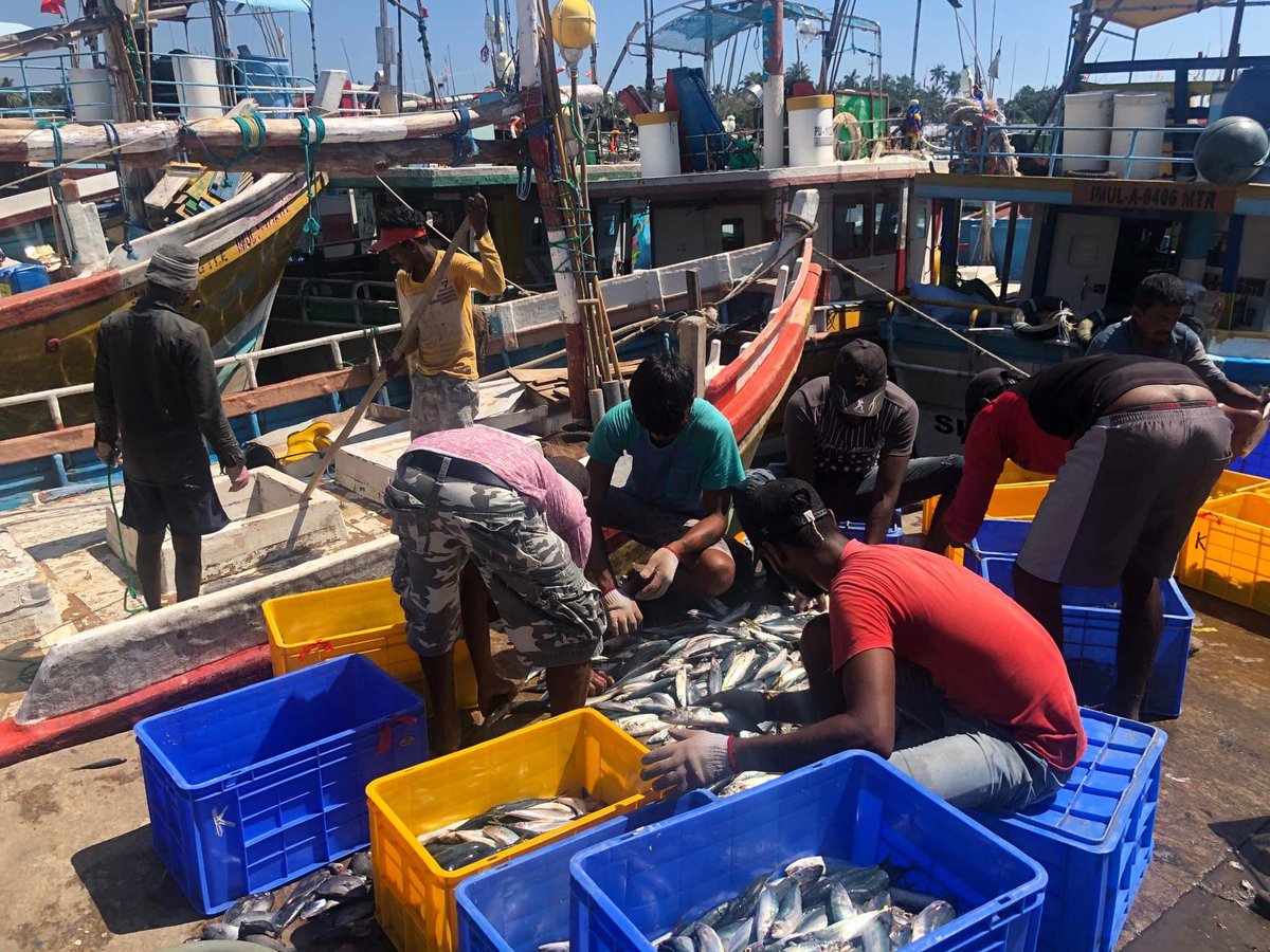 Toll Bar exploring global choice options #FishSriLanka #GlobalFish  #Options