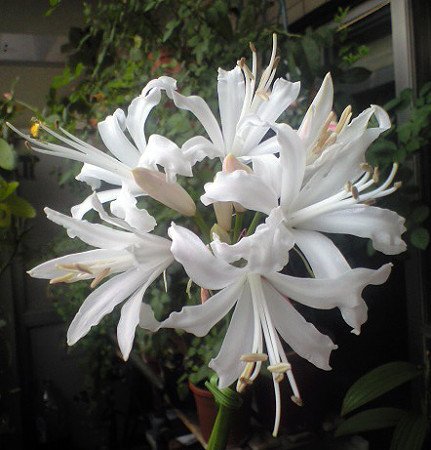 世界の花 一覧 Sekai No Hana Twitter