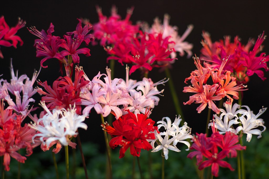 世界の花 一覧 ダイヤモンドリリー 南アフリカ原産の花 名前の由来は光が当たると花びらが輝いて見えるからだそうです 花言葉は また会う日を楽しみに T Co Yox7zxrjw4 Twitter 世界の花 一覧 ダイヤモンドリリー 南アフリカ原産の花 名前の由来は光が当たると花びらが輝いて見えるからだそうです 花言葉は また会う日を楽しみに T Co Yox7zxrjw4 Twitter