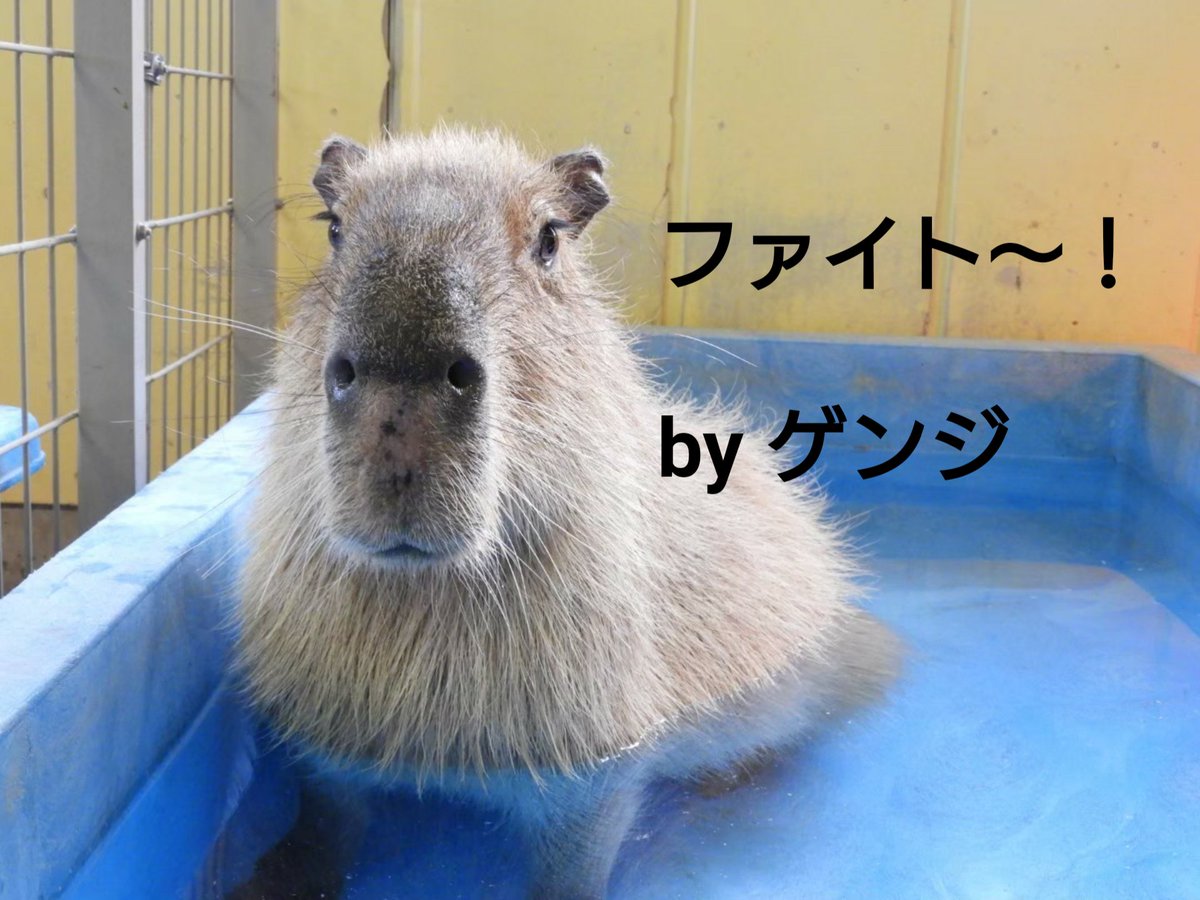元の東京 農業 大学 可愛い 子 最高の動物画像