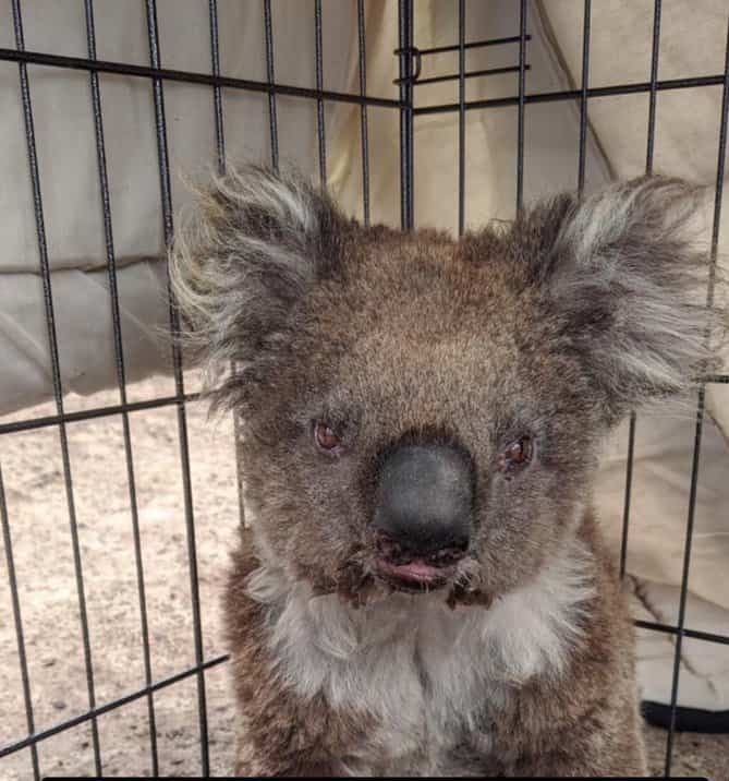 rockytravel's tweet photo. There are ways to help Koalas and Wildlife in Bushfires in Australia, here is a list of organisations and wildlife rescue groups needing your support. #AustraliaBushfires #AustraliaBushfireDisaster  https://t.co/HizyvQnmyP via @rockytravel https://t.co/POg7ibQ2xB