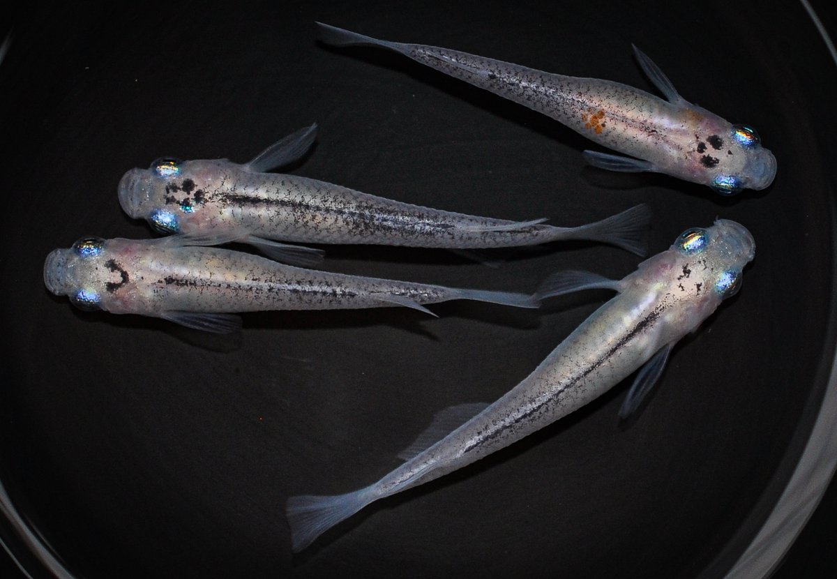 伊香保フィッシュファーム 五式 白姫タイプ めだか メダカ 伊香保フィッシュファーム 群馬 伊香保 メダカ女子 めだか女子 めだか販売 メダカ販売 ビオトープ Medaka Ricefish Japan