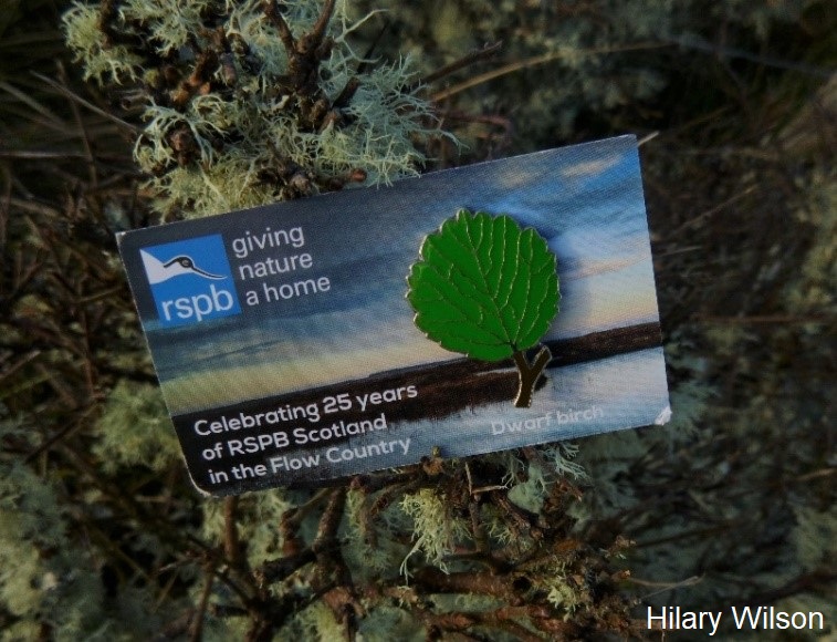 Check out our new blog about dwarf birch, which is represented on the special pin badge celebrating 25 years of RSPB Scotland in the Flow Country: bit.ly/36UANhG