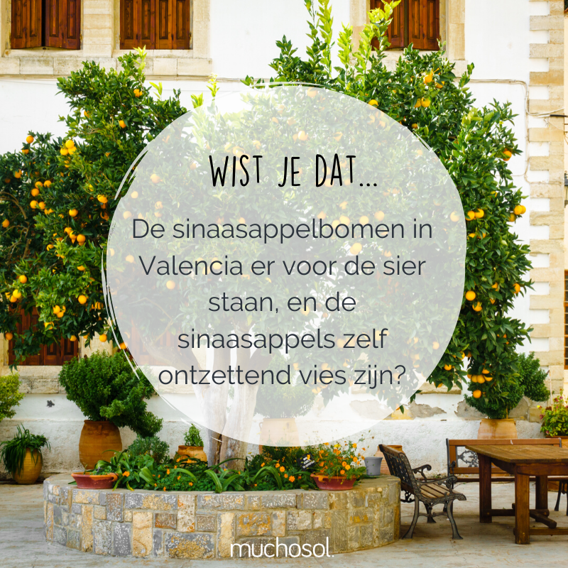 Voortaan maar laten liggen dus! 😉 🍊 

#Valencia #Sinaasappels