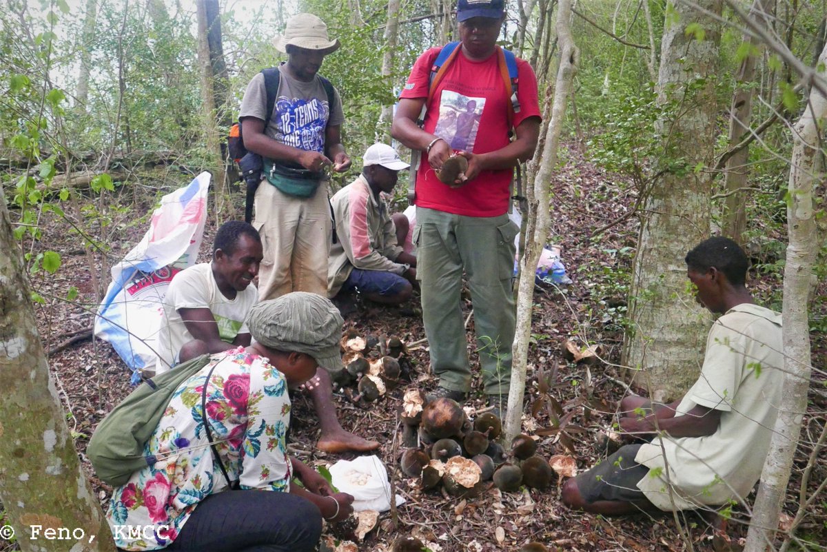 Rfenonir's tweet photo. Ex-situ plant conservation #MSBGasy: seeds collecting by @TeamKMCC and the communities in #Antsiranana #Diana_Region #Madagascar https://t.co/eMspipEfNK
