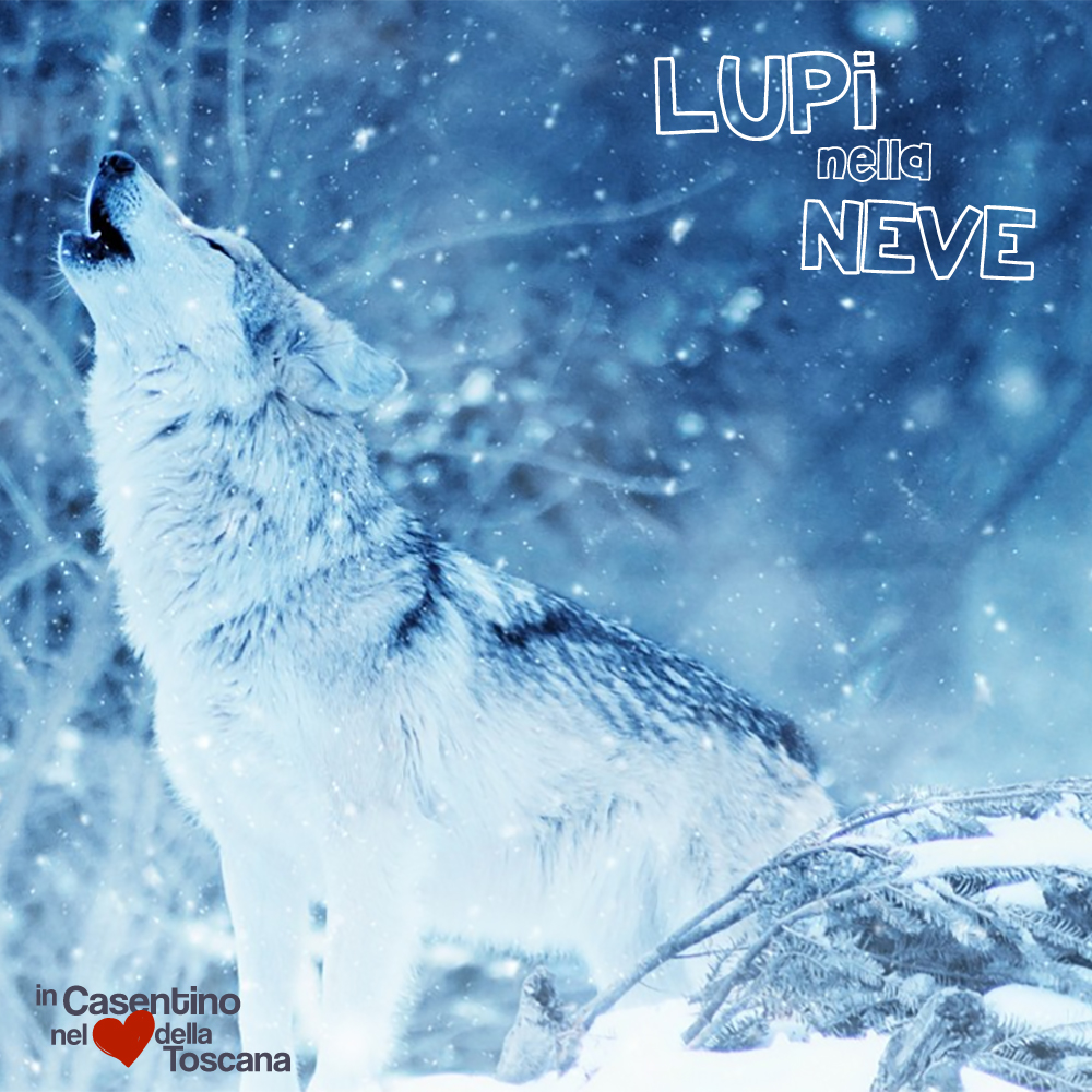 Ciaspole's tweet photo. 🗻1/2 #Febbraio 2020 - #LUPI nella #NEVE 🐺
🐾 ALLA #RICERCA DI UNA #LEGGENDA ❄️
🏡 in #Casentino nel <3 della #Toscana | ☎ 366.5849069
(y) Scopri il programma qui 👉https://t.co/tVXcctCnTq https://t.co/beoxSsK00e