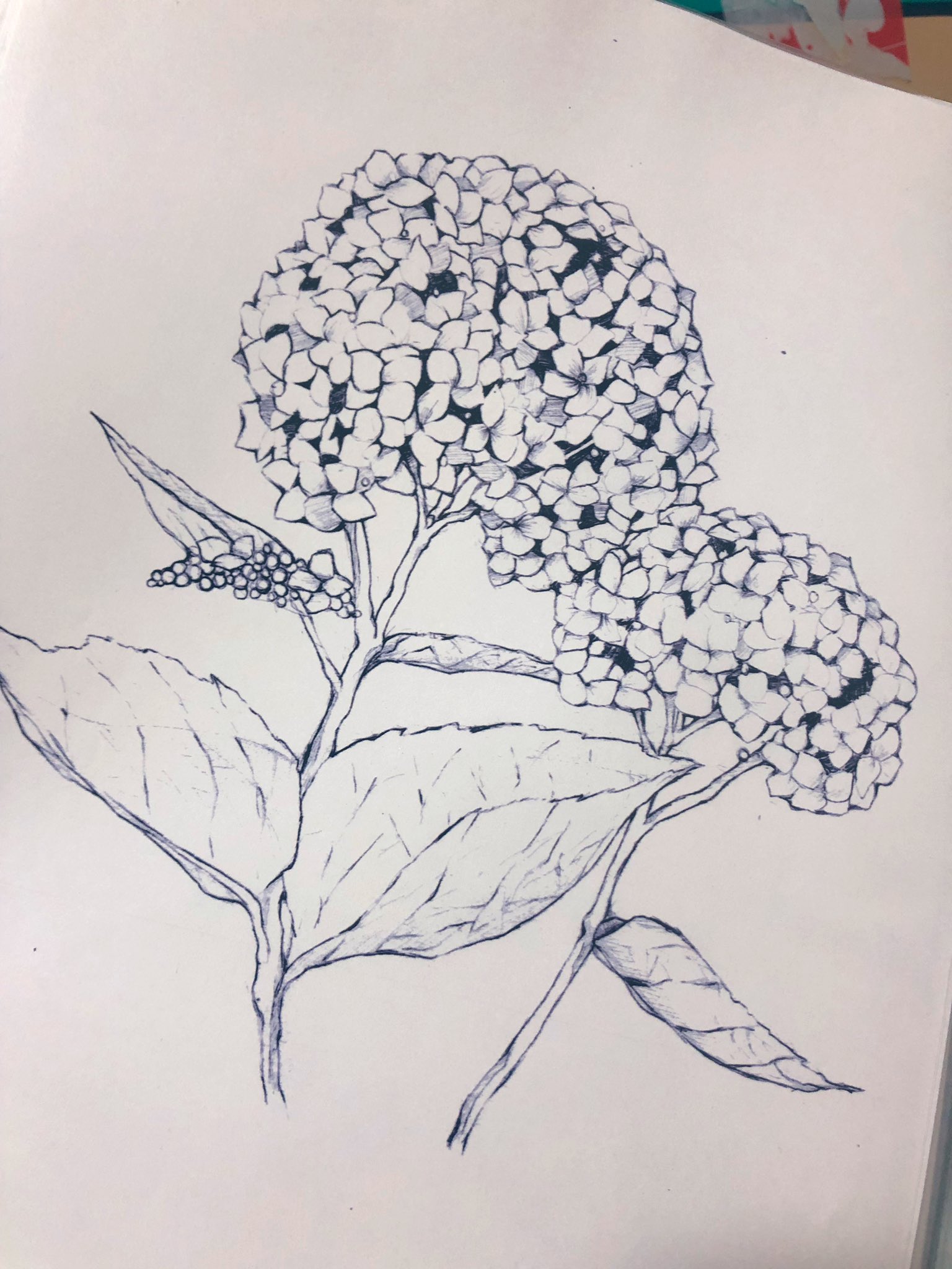 O Xrhsths Riio Sto Twitter 紫陽花描いてみた 高校の美術部の時の絵です ちょっと上手くかけたから載せます笑 シャーペン絵 植物イラスト集 アナログイラスト 植物イラスト イラスト 紫陽花 花 オリジナルイラスト 植物 白黒 イラスト好きさんと繋がりたい