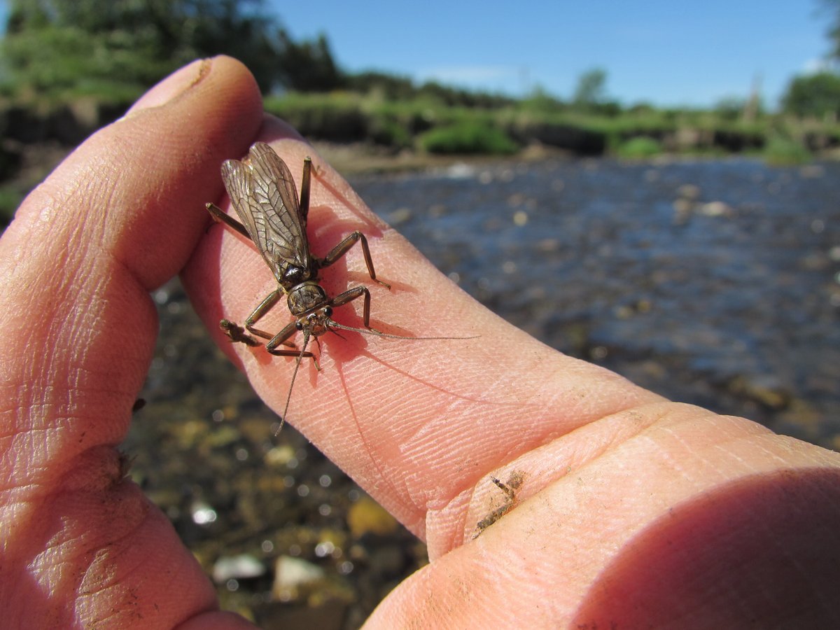 Data collected by <a href="/EPAIreland/">EPA Ireland</a> ecologists has been included in a new assessment of stoneflies in Irish rivers and lakes. With one species now extinct &amp; a further 11% of species threatened with extinction our work has never been more important. For more info:npws.ie/publications/r…