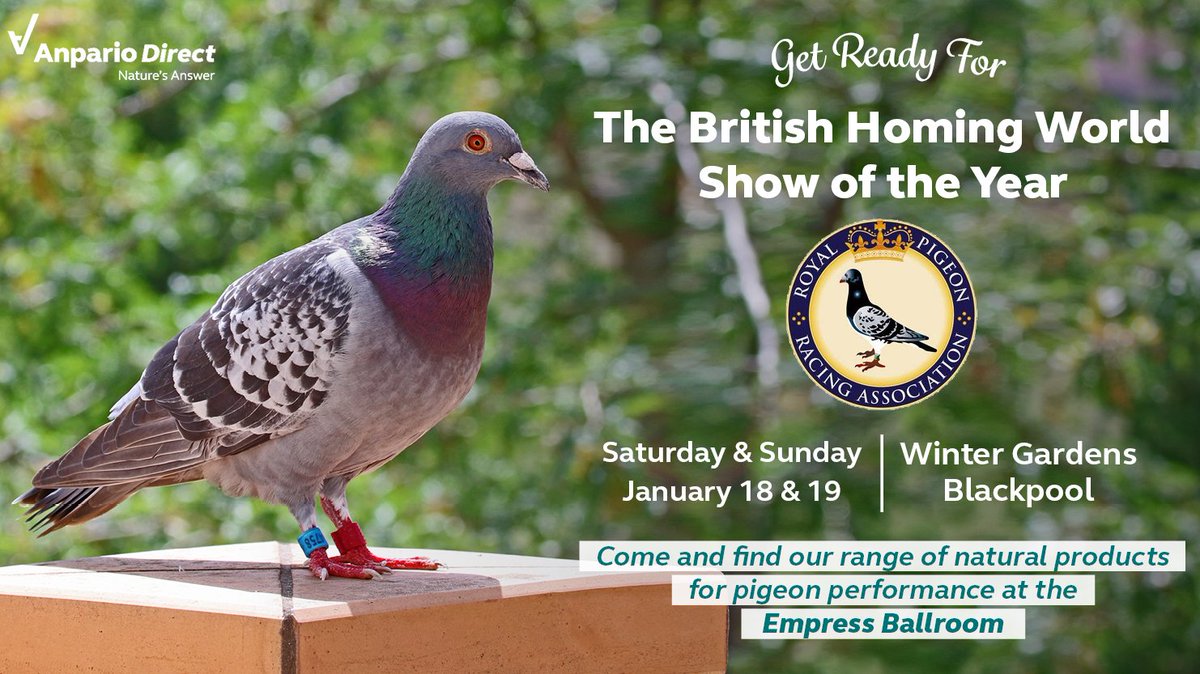 AnparioDirect's tweet image. We are at the @official_rpra BHW Show of the Year in Blackpool this weekend! 🕊️ 

👉Stand 9 in Empress Ballroom!

We can&apos;t wait for our first show of the year 🎉 Look forward to seeing you all and showcasing our #NaturalAdditives range to support your #pigeons!

#racingpigeons