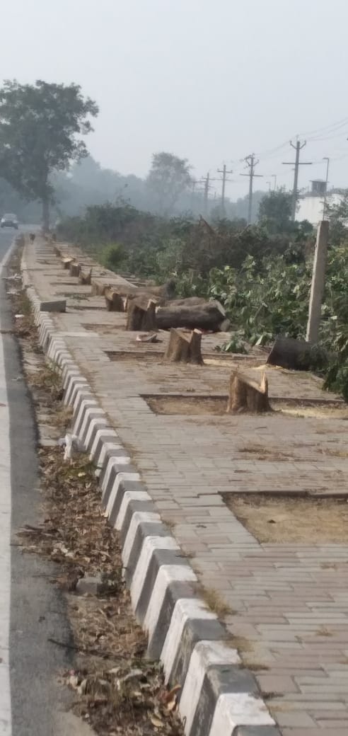 ArecaPot's tweet photo. #MissionGreenDelhi @puneet6565  Appx 200 trees along the Dwarka Link Rd, parallel to Airport Runway, which joins into NH8 is being cut mercilessly for flyover it seems. @PrakashJavdekar  is it not possible to relocate it instead of cutting? Our community can help @SocialMadhukar https://t.co/B343STef6z
