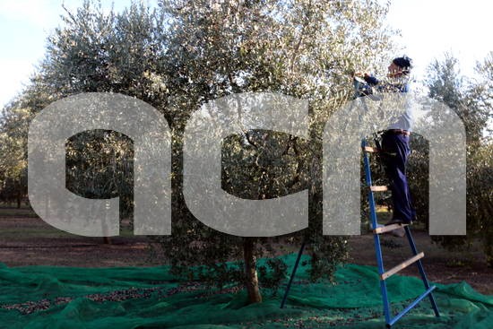 ACNponent's tweet image. .@agriculturacat lidera un projecte #transfronterer per donar suport a produccions agroalimentàries de #qualitat.
#Catalunya afavorirà la competitivitat de les noves iniciatives empresarials al voltant del sector de l'#oli d'#oliva ow.ly/H9yj50xWSjk