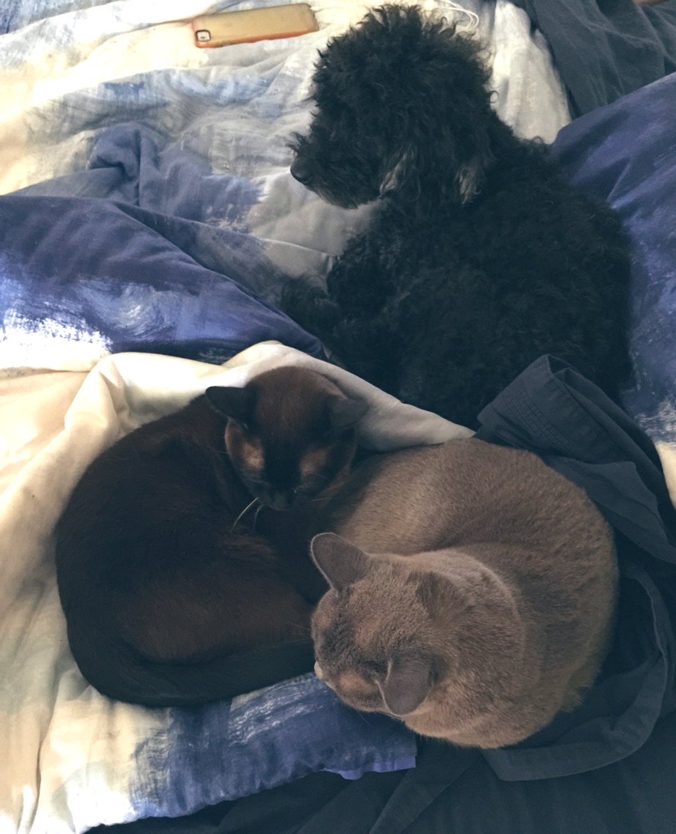 StellaBella67's tweet photo. I miss this little family #jan2016 https://t.co/uV52Yj22FA
