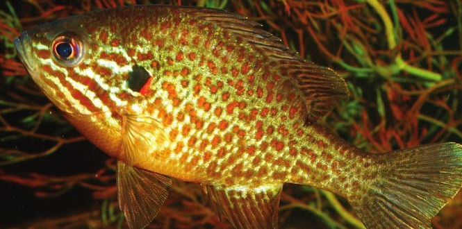TropicalFishHobbyist on Twitter: 