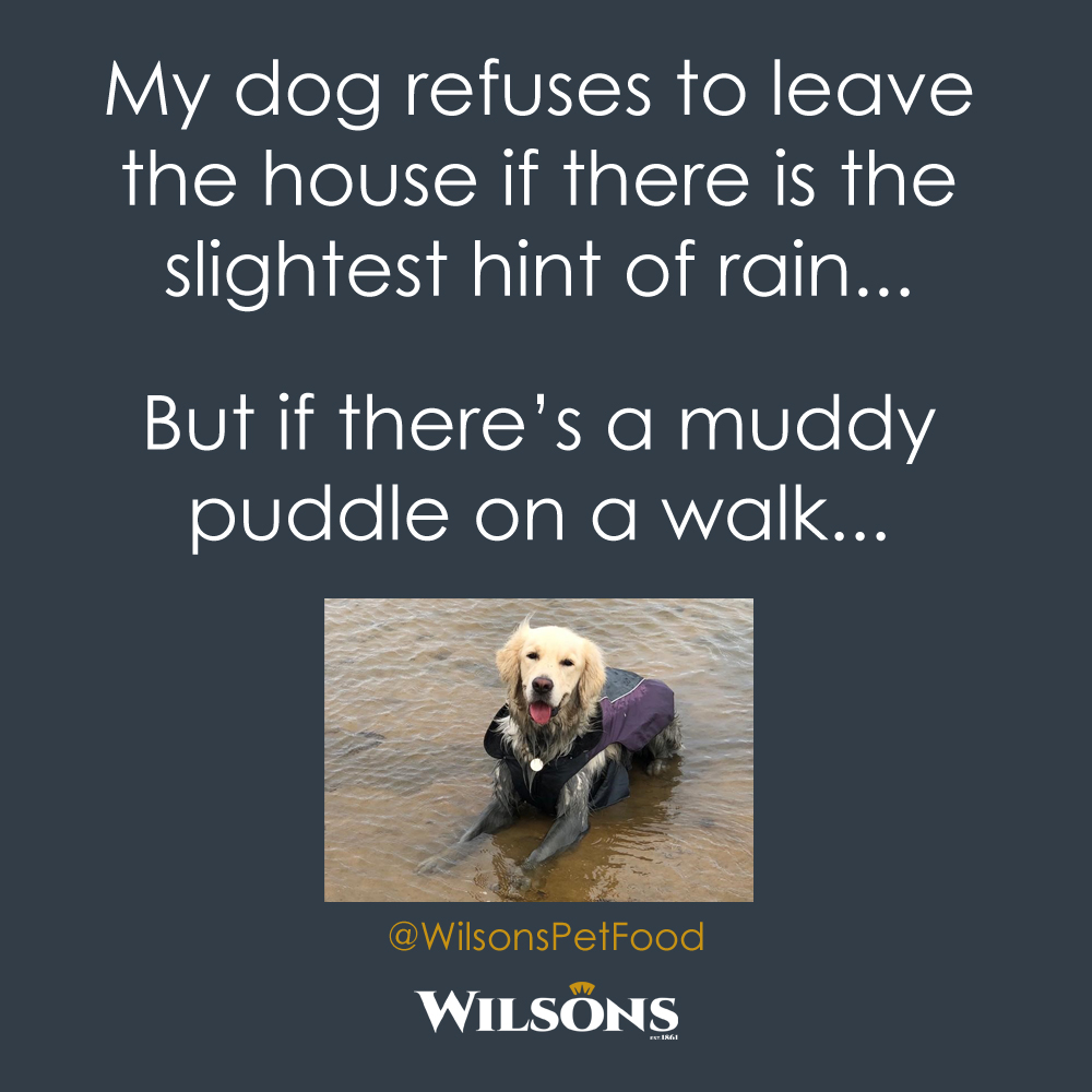 Every. Time. 😅

Does anybody's else's dog do this?

#muddydog #rain #dogmeme #dogsinmud #muddywalk #dogsofinstagram #dogquote #dogstagram #goldenretriever