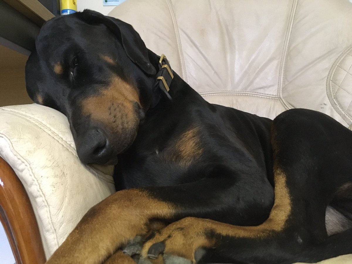 KaiserDoberman's tweet photo. Happy 5th Birthday to this adorable dobes 🐕💙💙#doberman #dogslife #dogsarefamily https://t.co/YhiLlnetaR