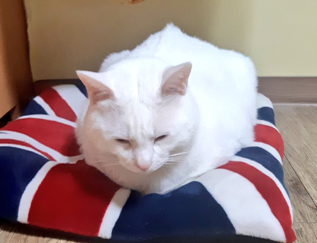 찐빵얼굴🤔🤔🤔 이젠 집사 주먹2개보다 크다👊👊